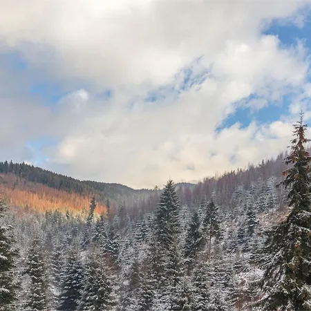Forest * Bukovel